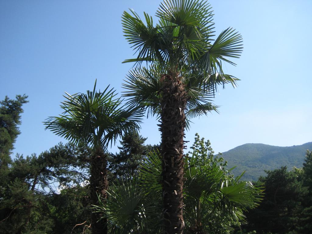 Villa Margherita Lake Maggiore Exterior photo